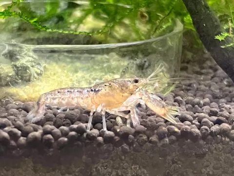 Cambarralus Diminitus