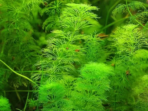 Limnophila Sessiliflora