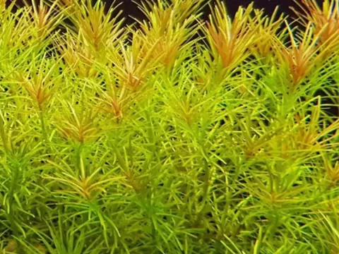 Rotala Bossii