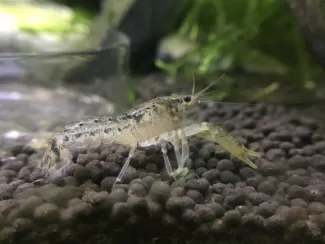 Cambarralus Diminitus