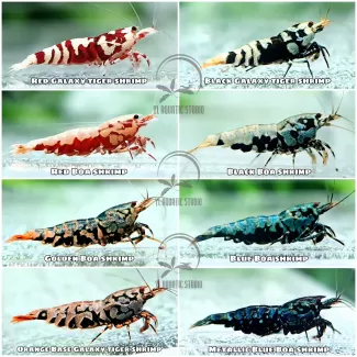 Caridiana Shrimp soorten