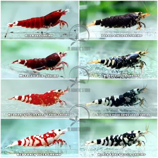 Caridiana Shrimp soorten