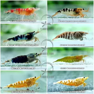 Caridiana Shrimp soorten