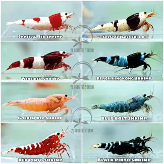 Caridiana Shrimp soorten