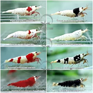 Caridiana Shrimp soorten