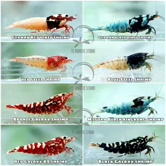 Caridiana Shrimp soorten