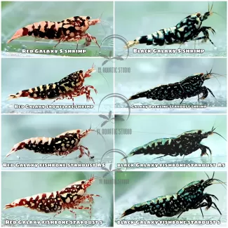 Caridiana Shrimp soorten