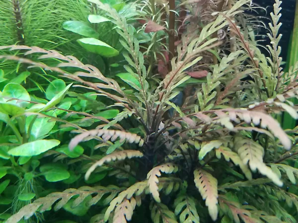 Hygtophila Pinnadida